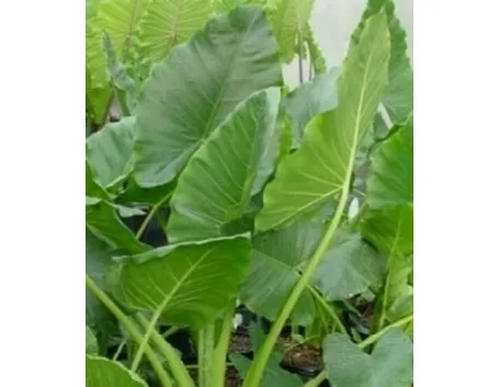 foto alocasia