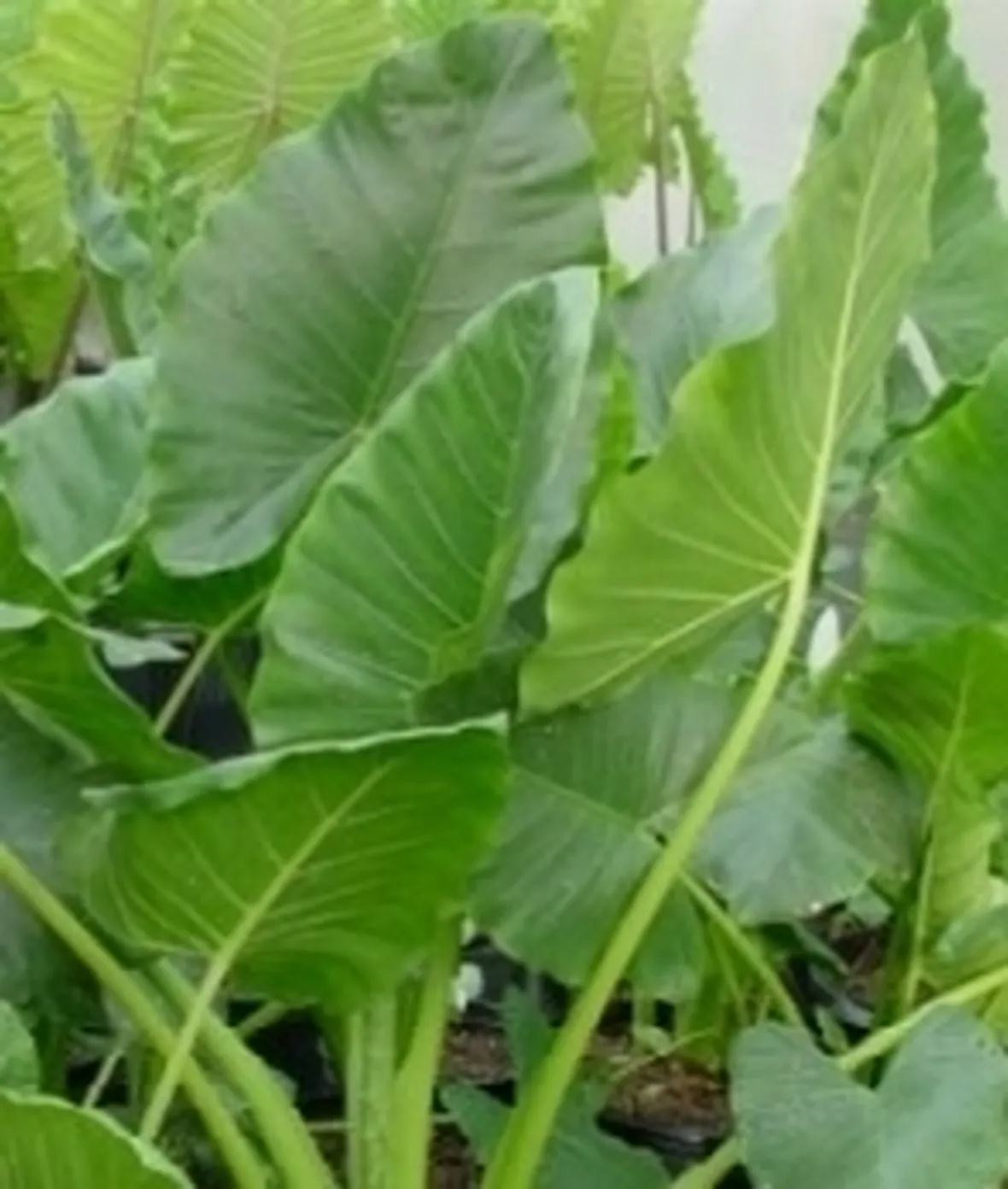 foto alocasia