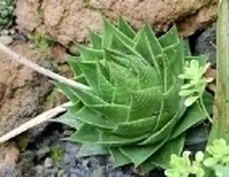 aloe cosmo