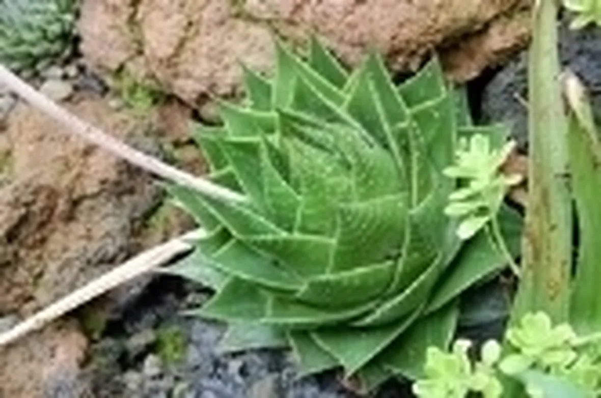 aloe cosmo