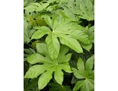 aralia