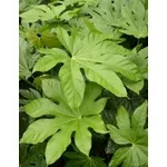 aralia