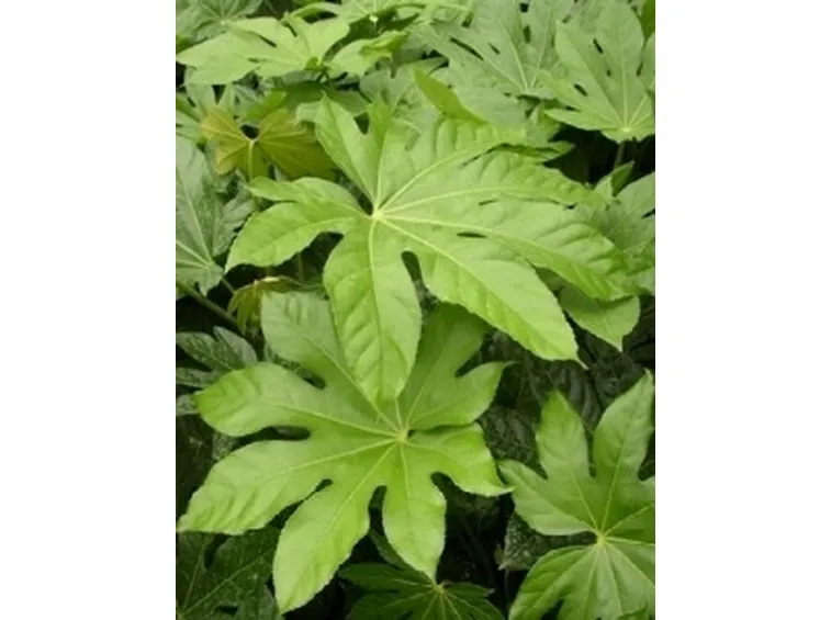 aralia