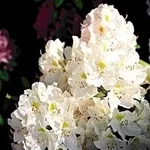 foto azalea
