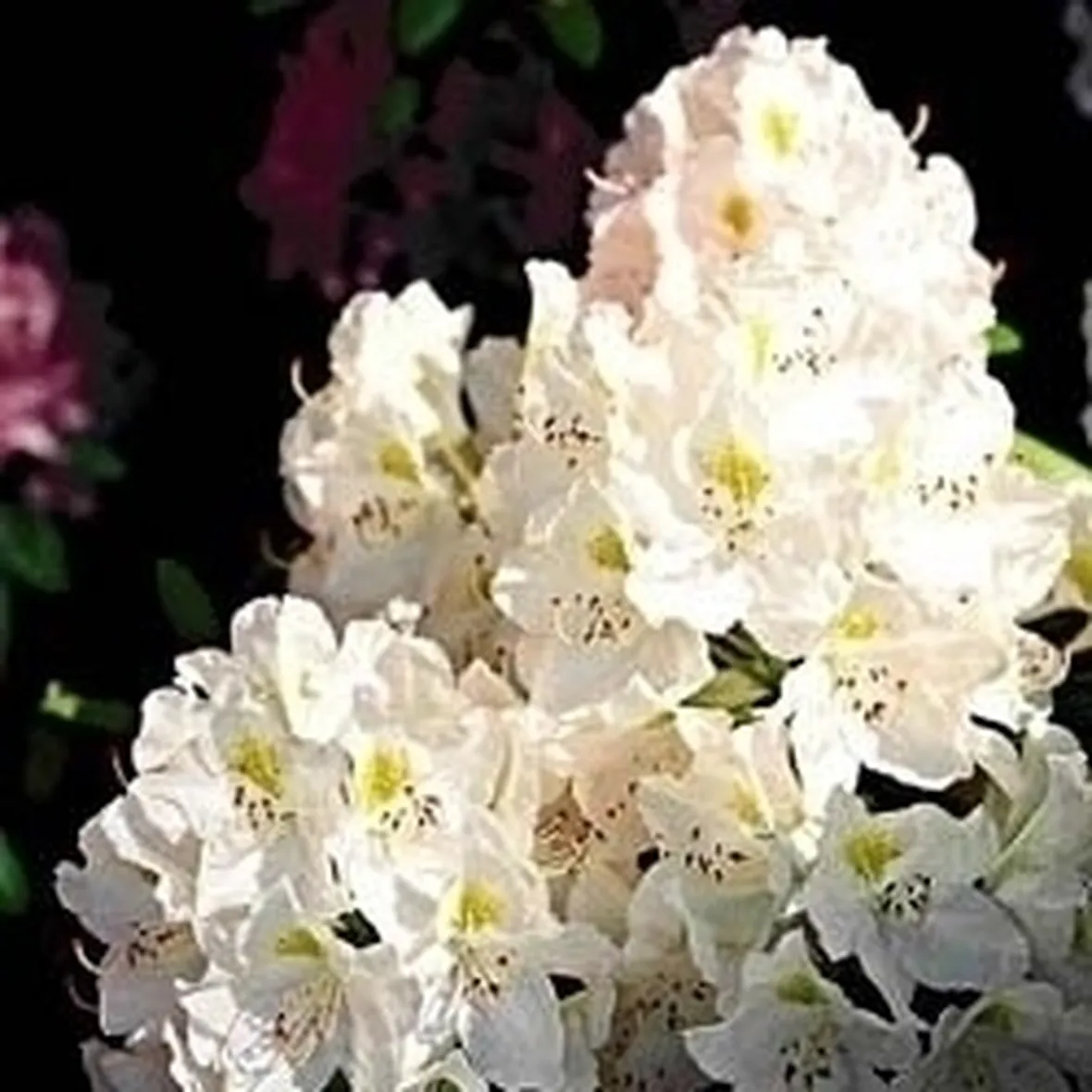 foto azalea