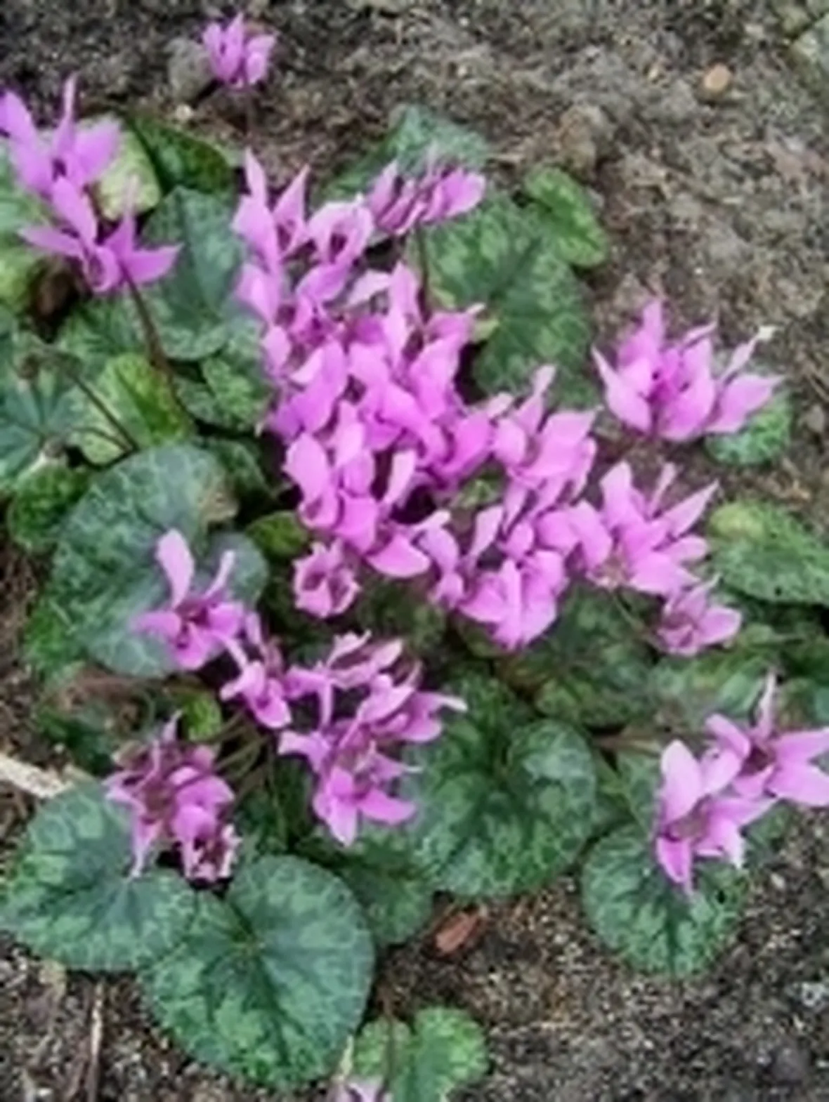 pianta di ciclamino