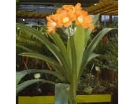 clivia