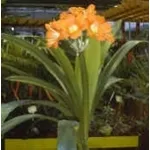 clivia