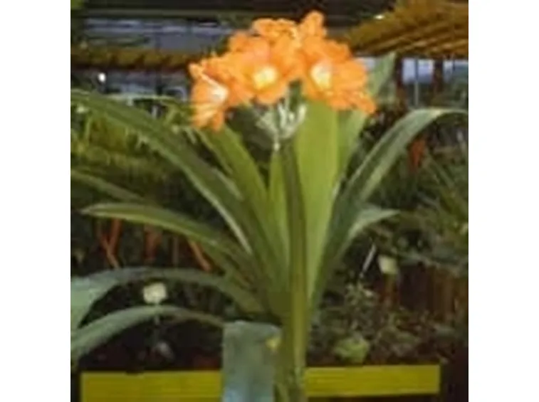 clivia
