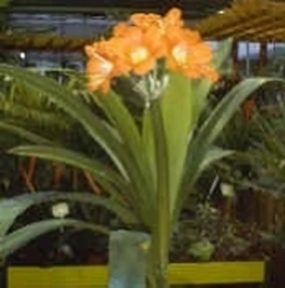 clivia