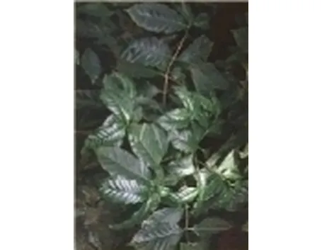 foto caffè