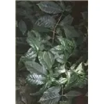 foto caffè