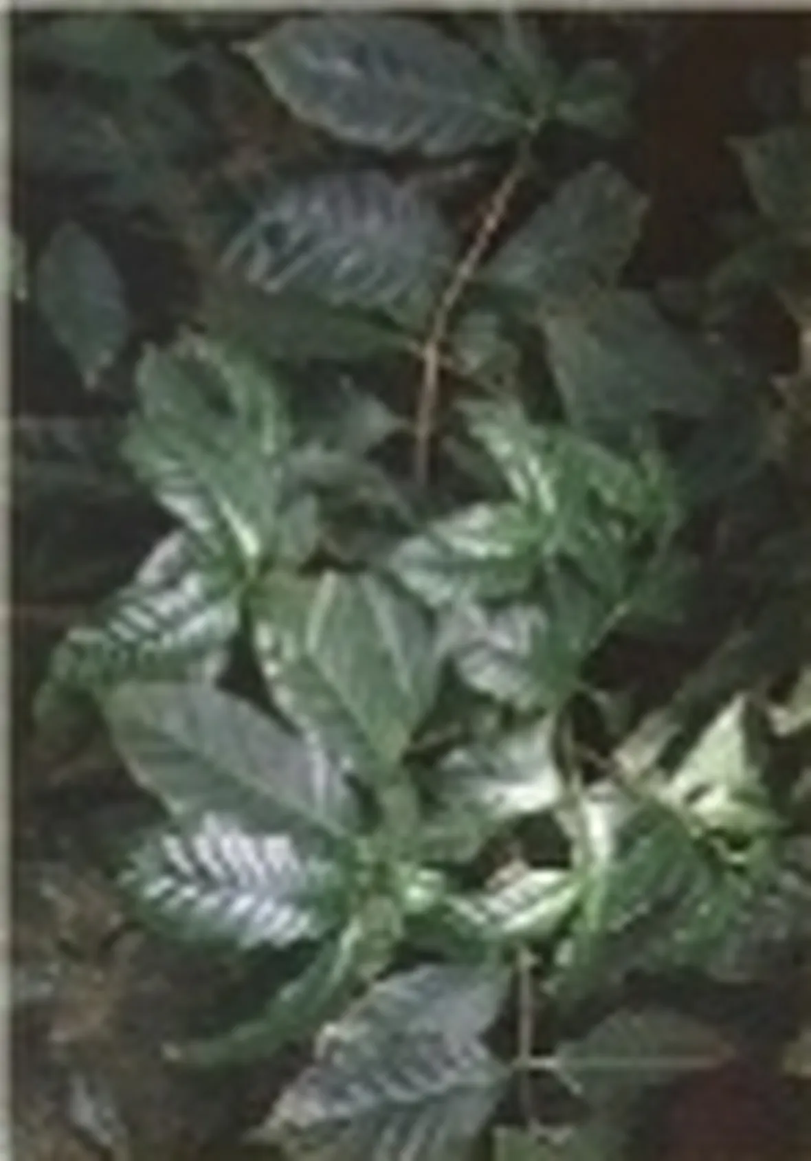 foto caffè