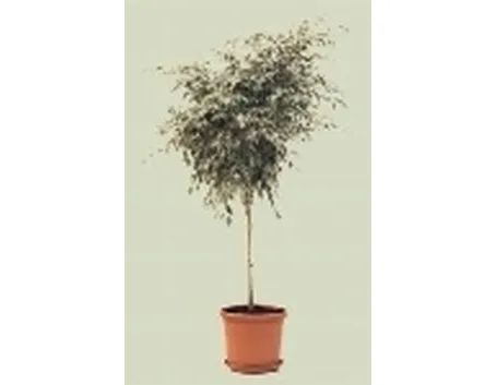 ficus benjamin