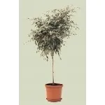 ficus benjamin