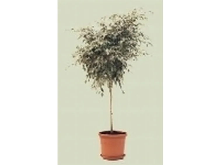 ficus benjamin