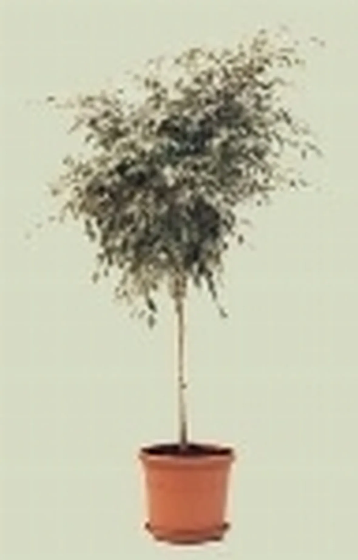 ficus benjamin