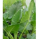 foto alocasia
