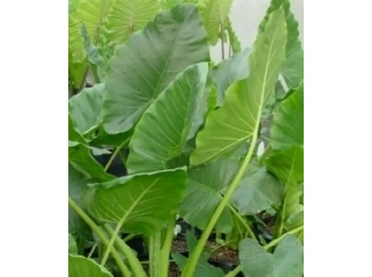 foto alocasia