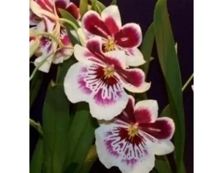 orchidea