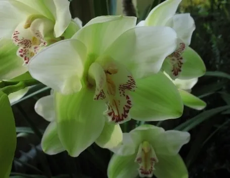 foto cymbidium