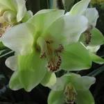 foto cymbidium