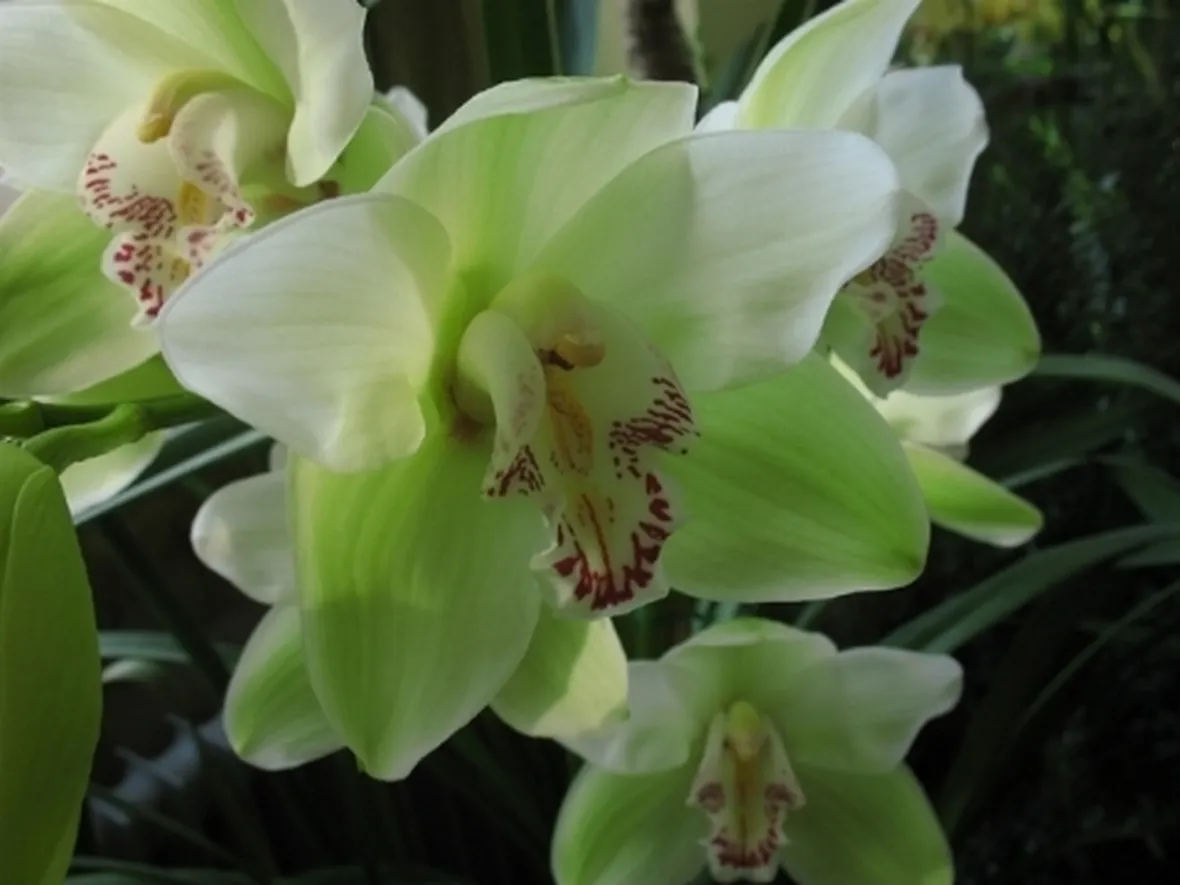 foto cymbidium