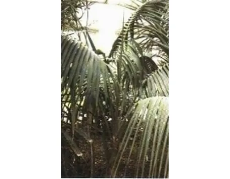 foto howea forsteriana