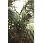 foto howea forsteriana