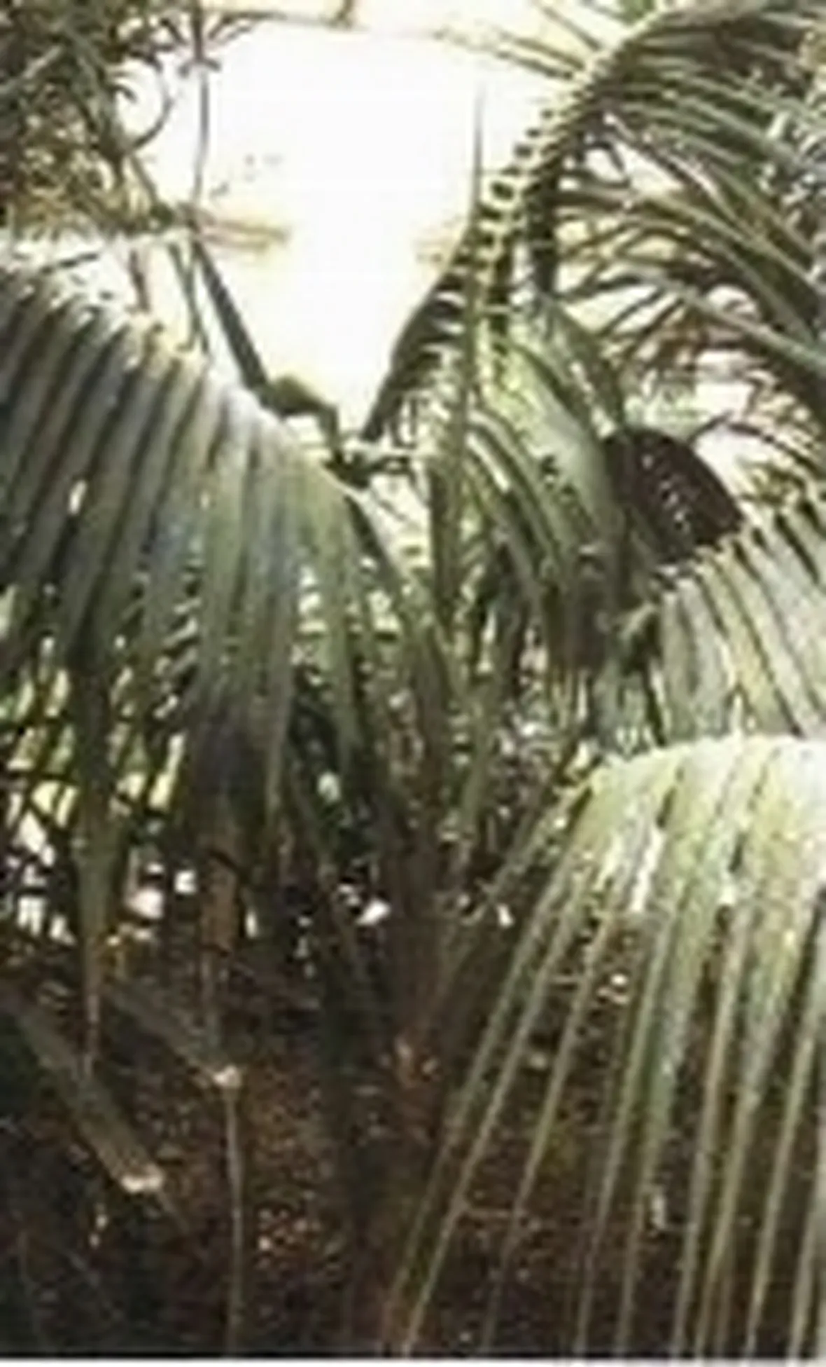 foto howea forsteriana