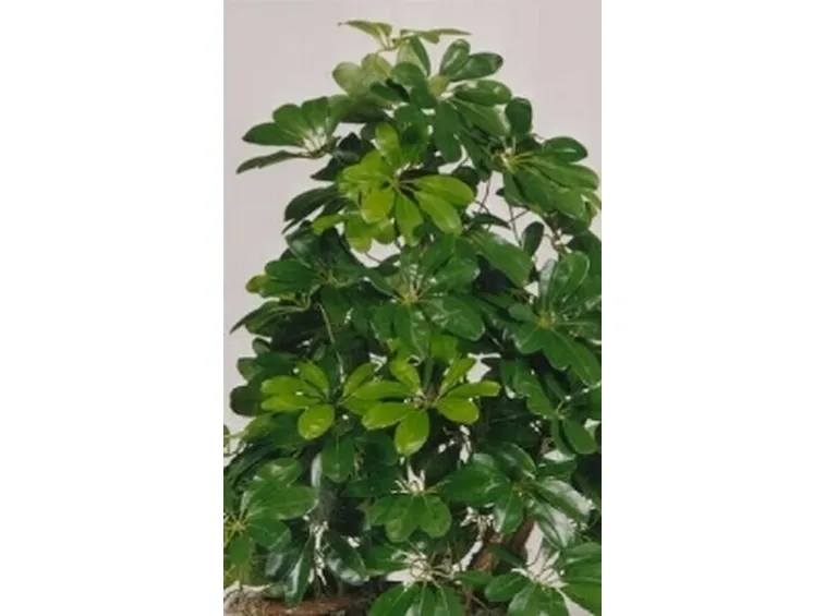 foto schefflera