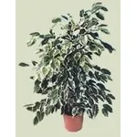 foto del ficus benjamin
