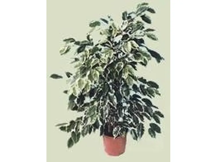 foto del ficus benjamin