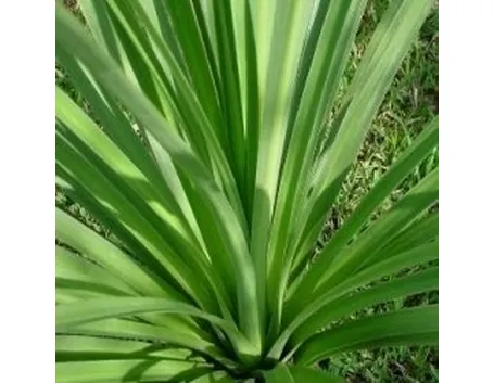 foto dracena