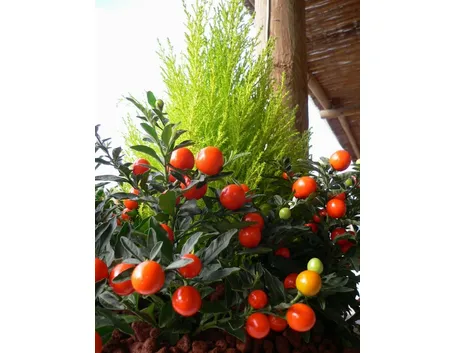 solanum capsicastrum