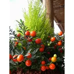 solanum capsicastrum