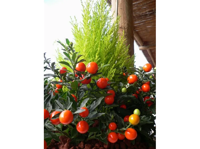solanum capsicastrum