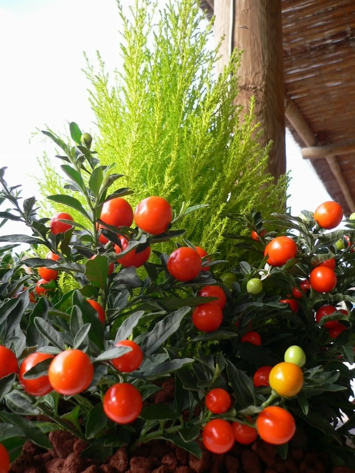 solanum capsicastrum