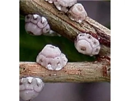 immagini cocciniglia