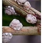 immagini cocciniglia