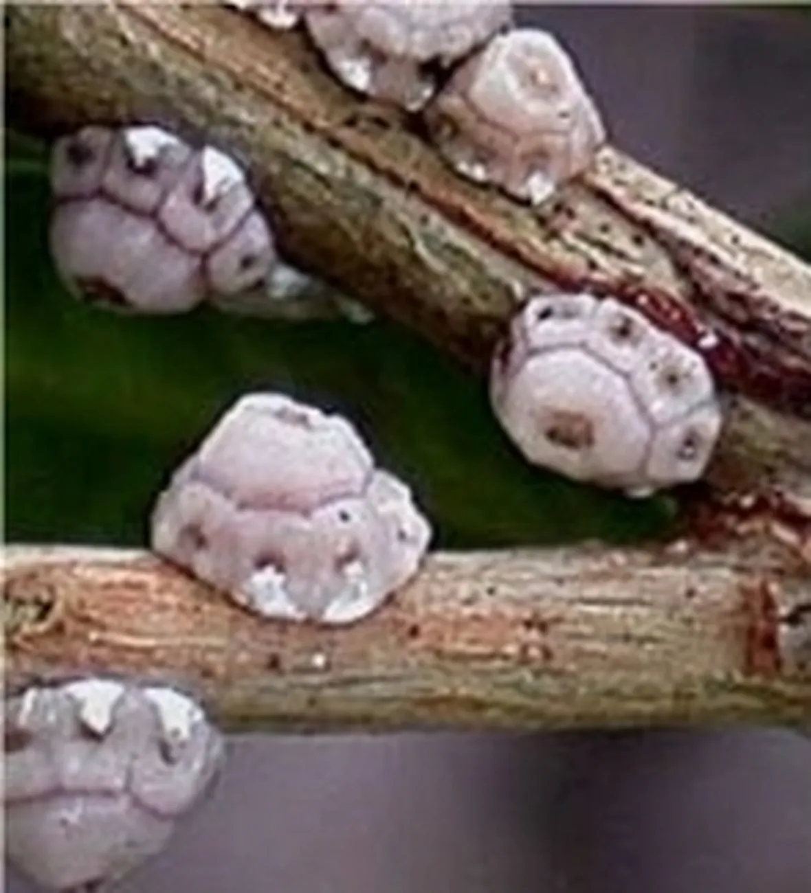 immagini cocciniglia
