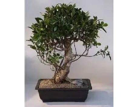 ficus retusa
