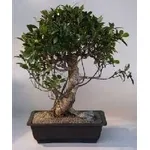 ficus retusa