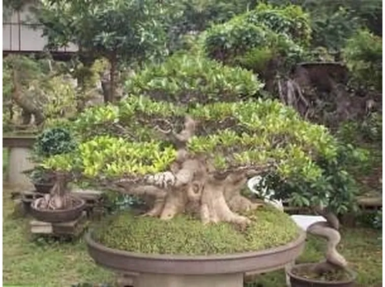 ficus retusa 2