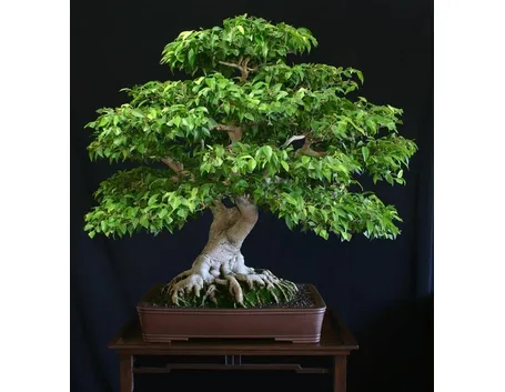 Ficus Benjamin