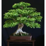 Ficus Benjamin