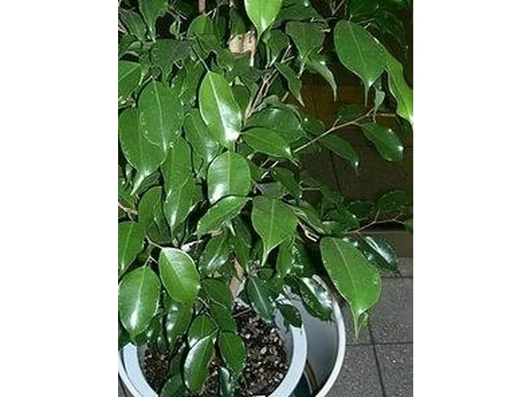 Ficus Benjamin 2