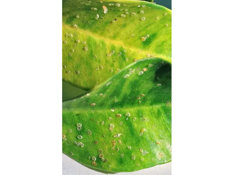 ficus parassiti