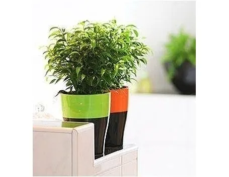 ficus benjamina natasja