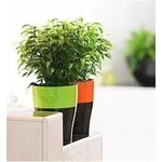 ficus benjamina natasja